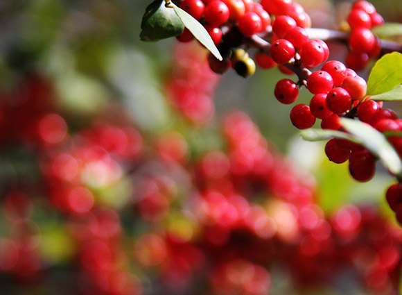 Berry Bright Bokeh