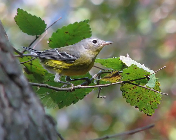 Magnolia Warbler