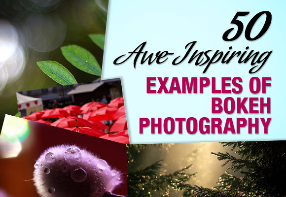 50 Awe-Inspiring Examples of Bokeh Photography