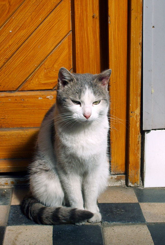 Cat Door