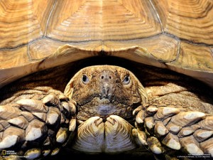 African Spurred Tortoise