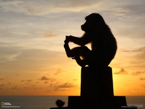 Monkey