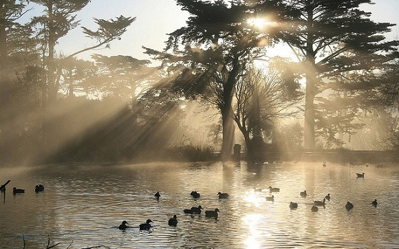 Crepuscular Rays in Golden Gate Park