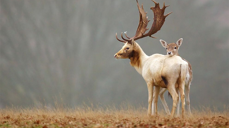 Fallow Deer, England