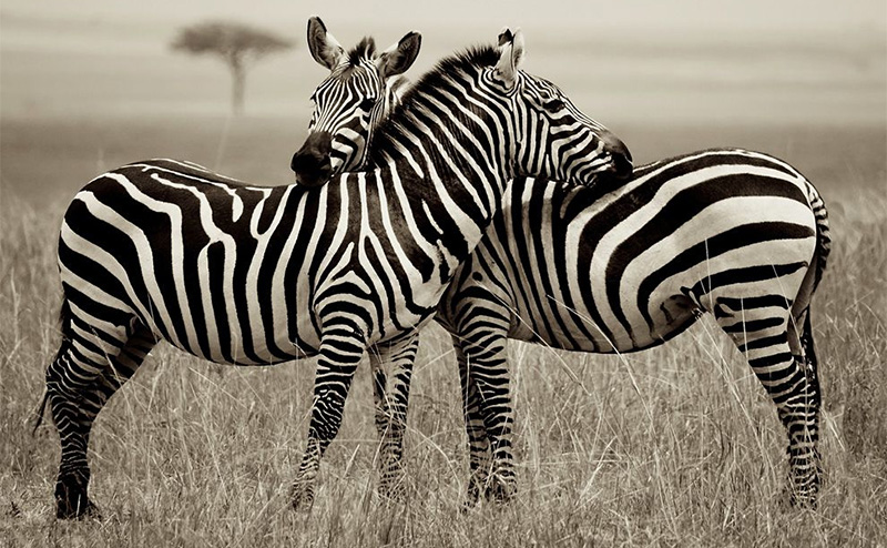 Zebra Pair, Kenya
