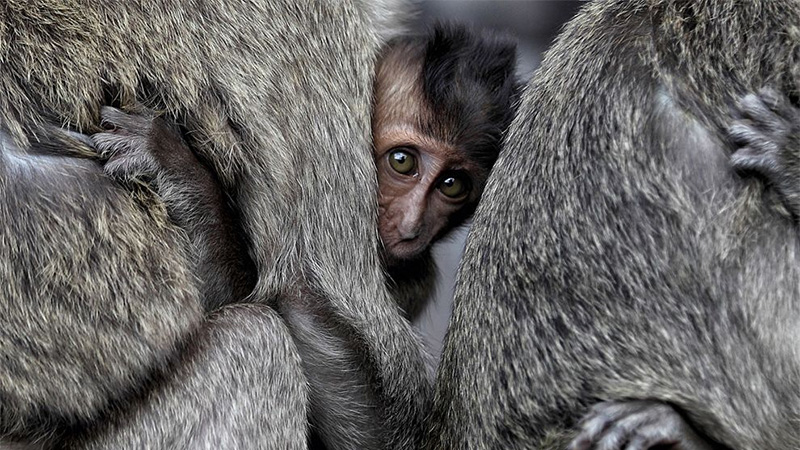 Monkeys, Indonesia