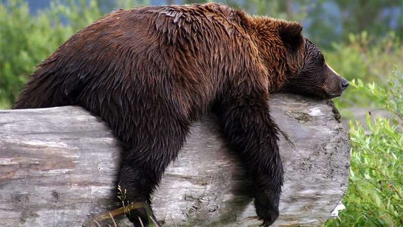 Grizzly Bear
