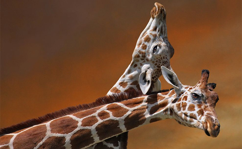 Giraffe Mother and Calf