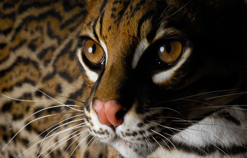 Ocelot