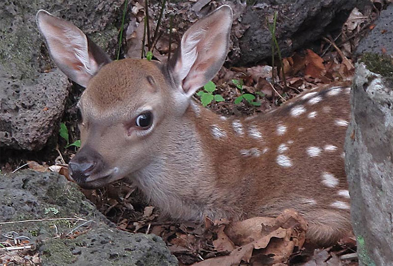 Fawn