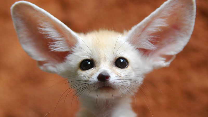 Fennec Fox