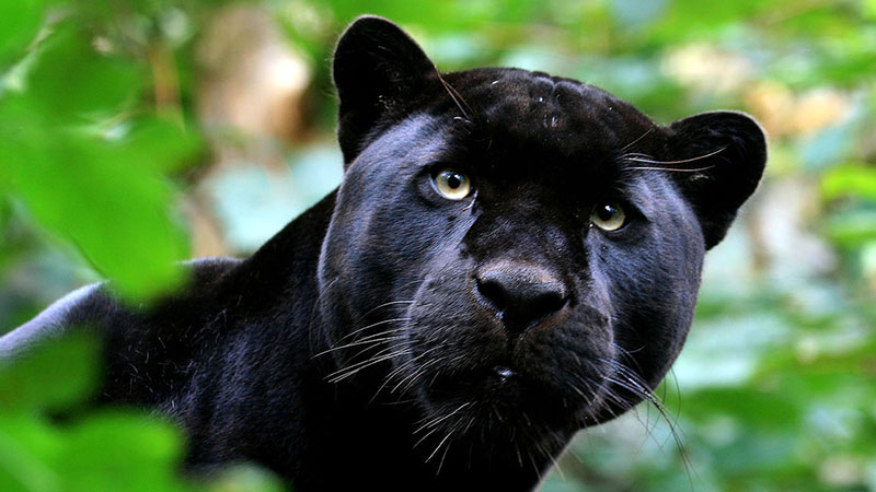 Black Jag