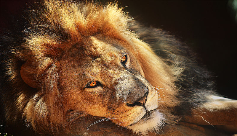 Lion