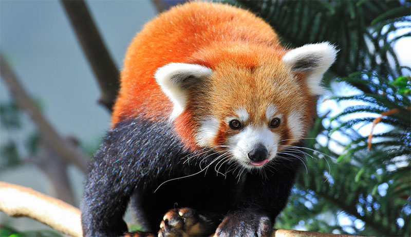 Red Panda, Singapore