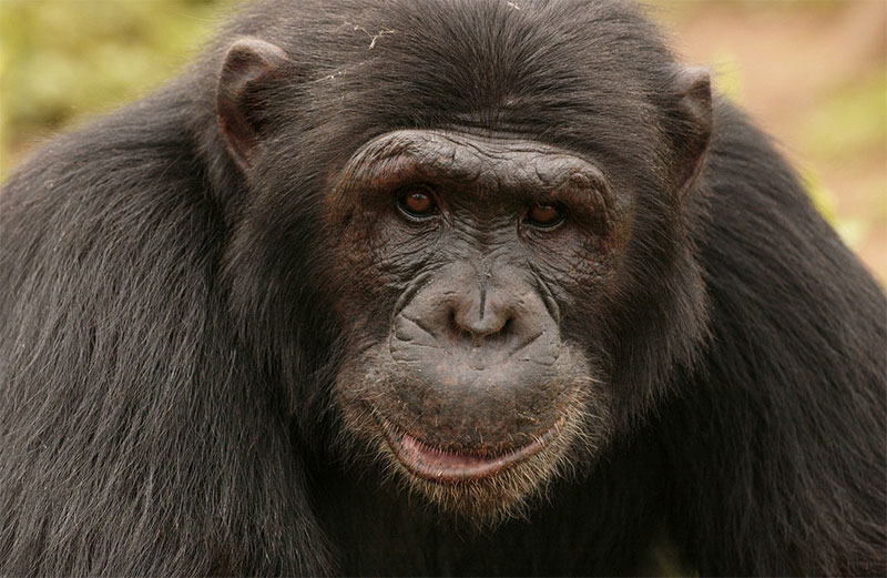 Chimpanzee