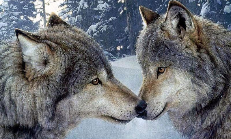 Wolf