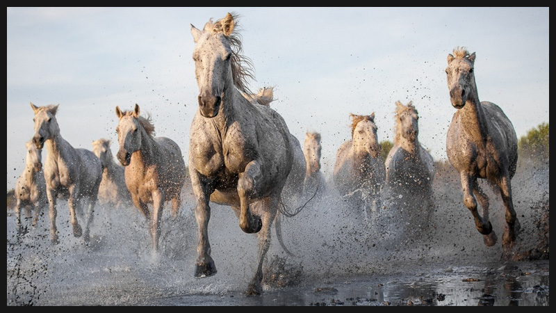 Forceful Galloping