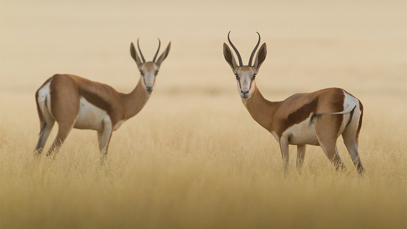 Springboks