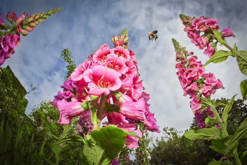 RHS Photographic Competition 2014