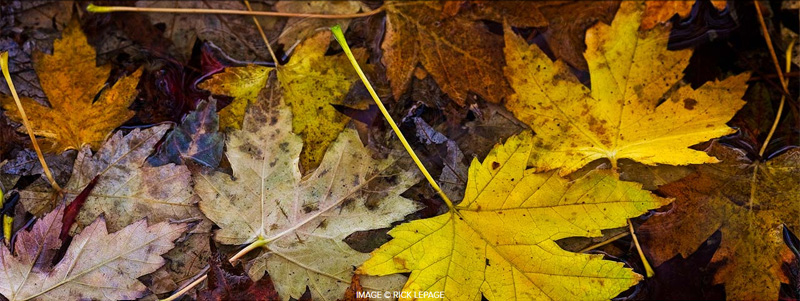 onOne Gallery Fall Colors Photo Contest